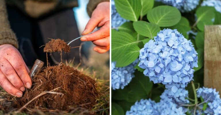 Don’t Miss This Important Hydrangea Task In Texas This October