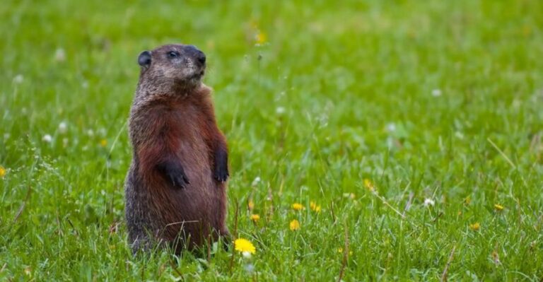 Georgia Groundhogs Have One Last Fall Routine Before Winter Sets In