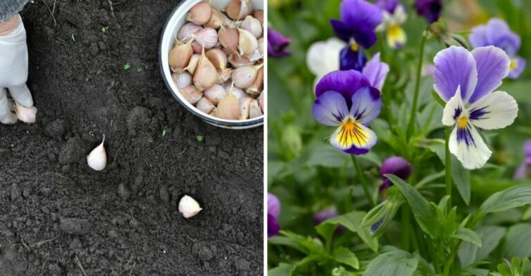 What To Plant In Your Texas Yard Before October Ends