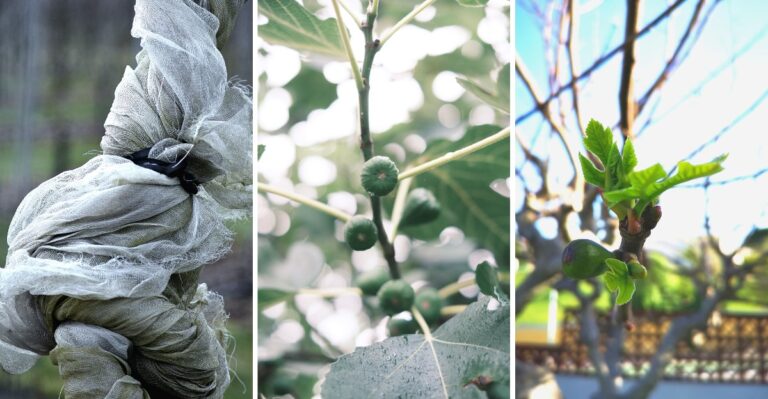 Your Fig Tree Is About To Face A New Jersey Winter, And How You Prepare It Can Shape Next Year’s Fruit