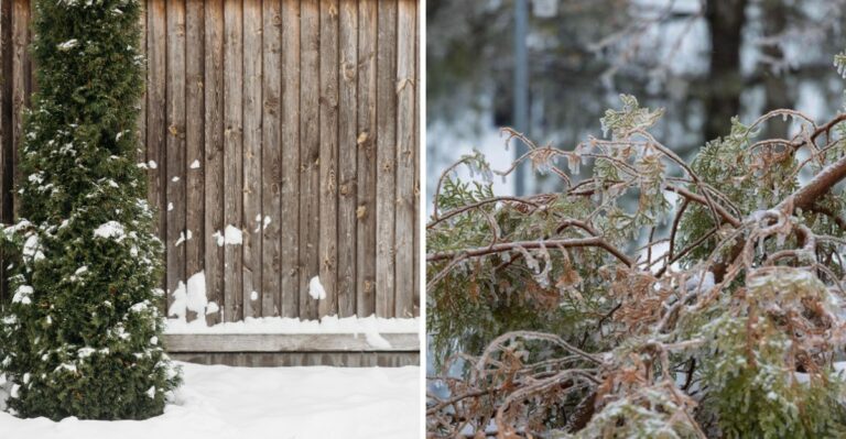 What A Strong El Niño Winter Could Mean For Your Ohio Garden