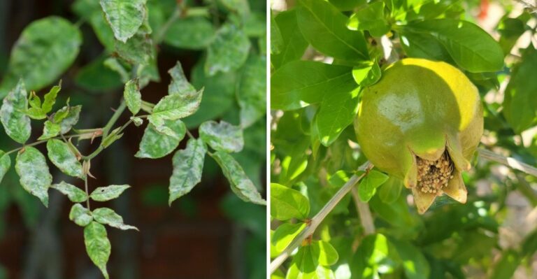 What Remnants Of A Pacific Tropical Storm Can Do To A California Garden
