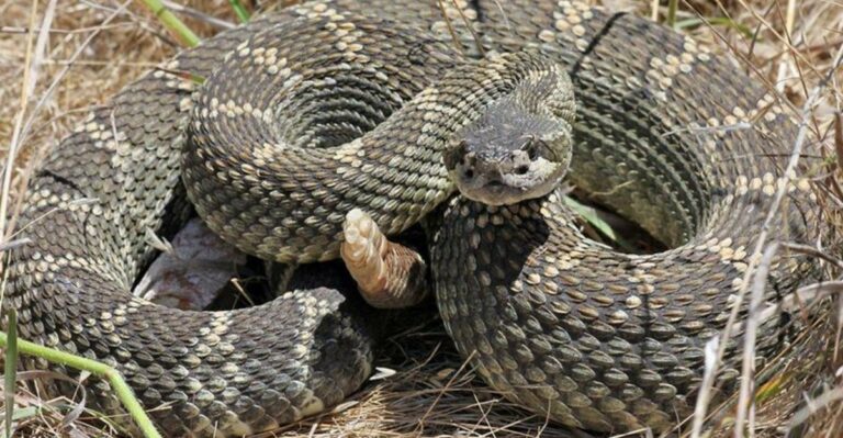 The Yard Cleanup That Can Make Rattlesnake Encounters Less Likely Around Your California House