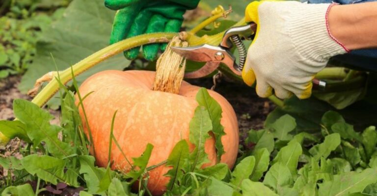 The Meaning Behind Pumpkins Ripening Early In California Gardens This Year