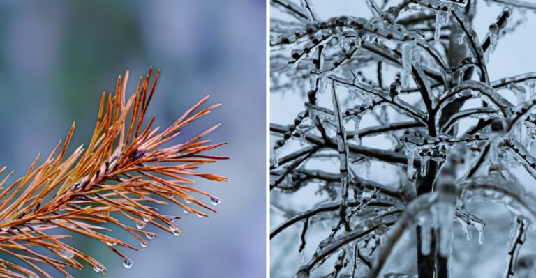 Your Virginia Trees Made It Through The Drought But Winter May Be Their Biggest Threat
