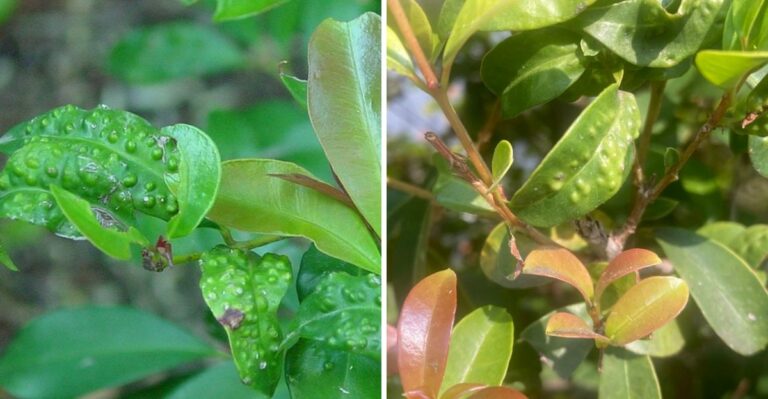 This California Evergreen Hedge Could Become A Pest’s Winter Nursery