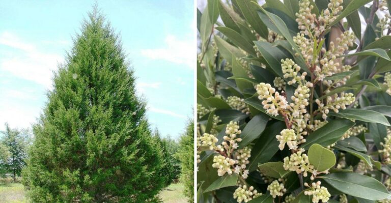 Native Georgia Shrubs To Replace Red Tip Photinia Hedges Full Of Leaf Spots
