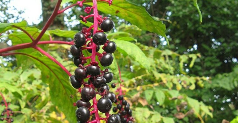 The Purple Florida Berry That Looks Edible In Fall But Isn’t