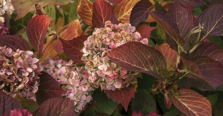 The One Thing You Must Do To Hydrangeas In New York Before Winter