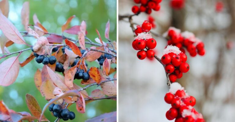Top Low-Maintenance Shrubs To Plant During Fall In Pennsylvania