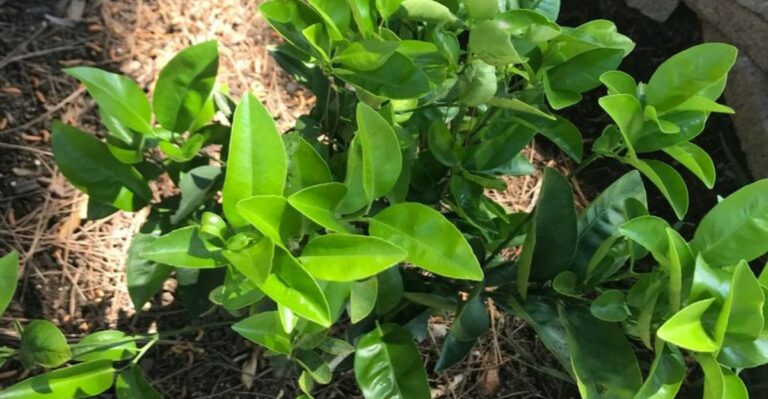 Yes, You Can Grow Your Own Tree In Michigan From Tangerine Seeds