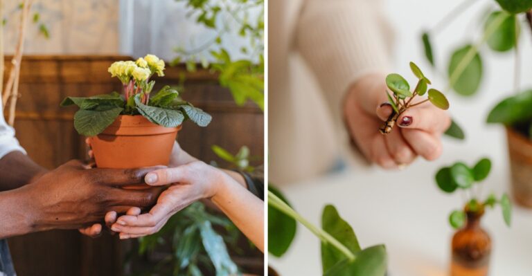 Winter Superstitions About Houseplants Folklore Says To Avoid Indoors