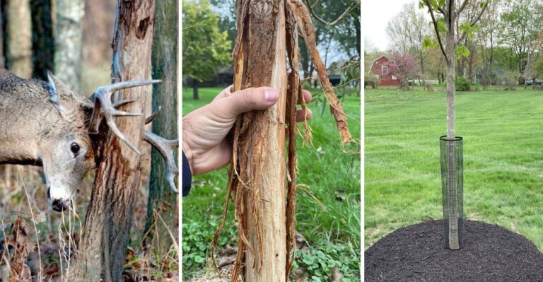Bucks Are Rubbing Young Trees Raw In Virginia Yards. Here’s How To Protect Yours