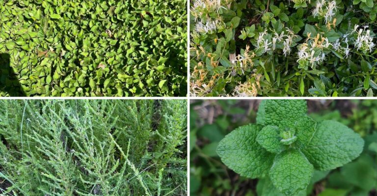 Four Plants Still Sold In Missouri Garden Centers Become Off-Limits To Nurseries On January 1, 2027