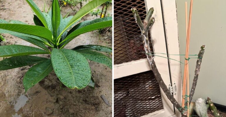 Plumeria Leaves Are Starting To Fall In Florida – Cold Weather May Soon Finish The Job