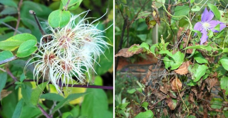 The Fall Clematis Care Georgia Gardeners Shouldn’t Skip Before Winter