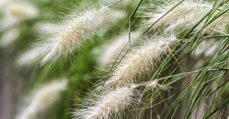The Invasive California Grass Worth Tackling In Fall Before It Spreads Even Farther