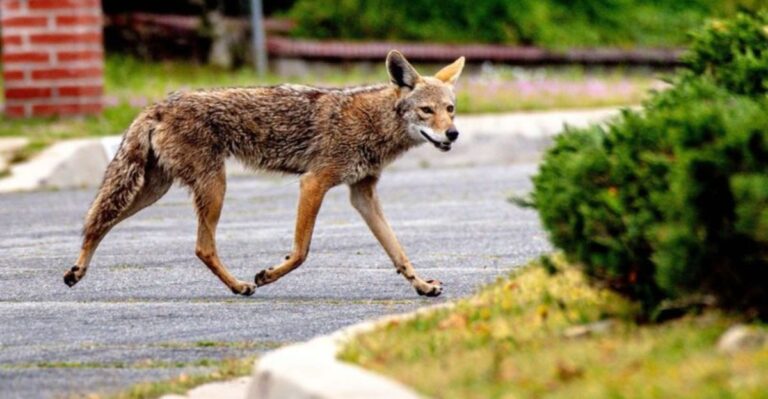 What It Really Means When Coyotes Howl Near Michigan Homes In Fall