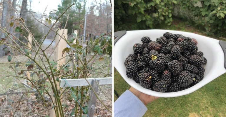 Primocane Blackberries Can Produce A Fall Crop In Georgia Gardens