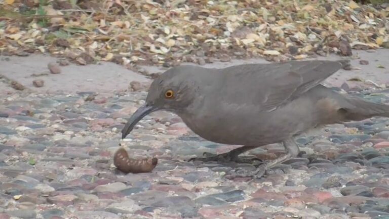 A Curve-Billed Thrasher Digging In Your Arizona Yard Is a Foraging Clue, Not a Soil Diagnosis