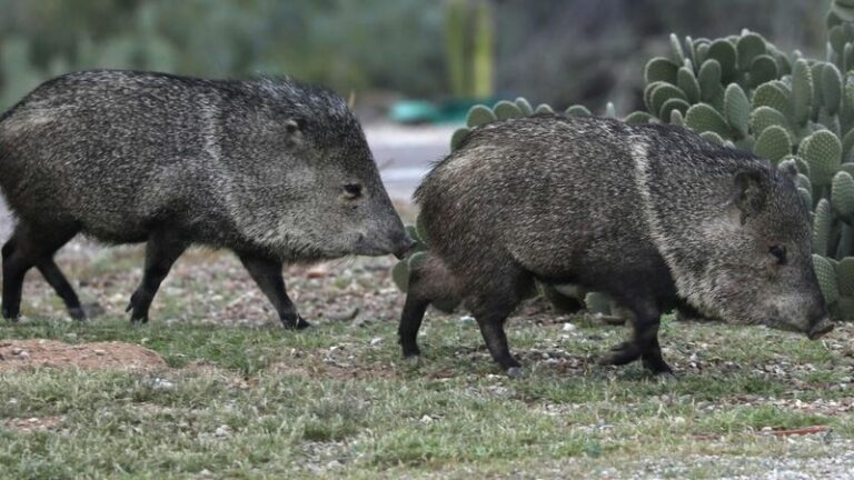 10 Things To Do When A Javelina Herd Shows Up In Your Arizona Yard