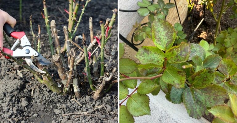 Think Twice Before Cutting Faded Flowers Off Georgia Roses This Fall