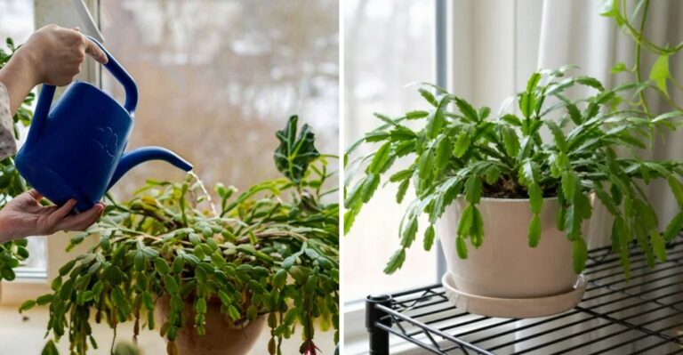 How To Care For Christmas Cactus During Texas Fall