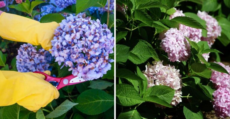 This Is What Texas Hydrangeas Need After They Have Finished Blooming