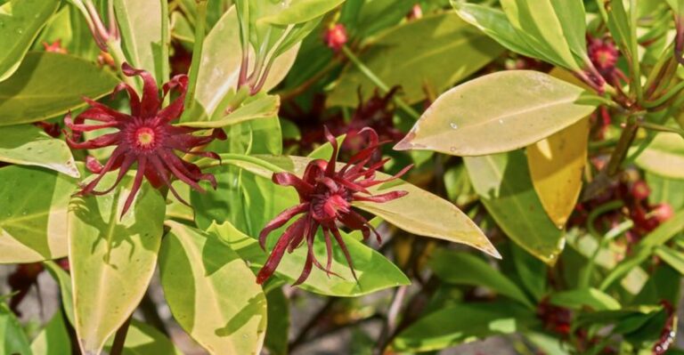 Florida Anise Thrives In Soggy Shady Georgia Corners Where Deer Usually Win