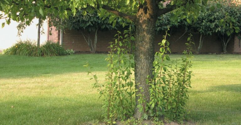 Trees In Ohio That Could Cost You If You Fail To Take Them Out