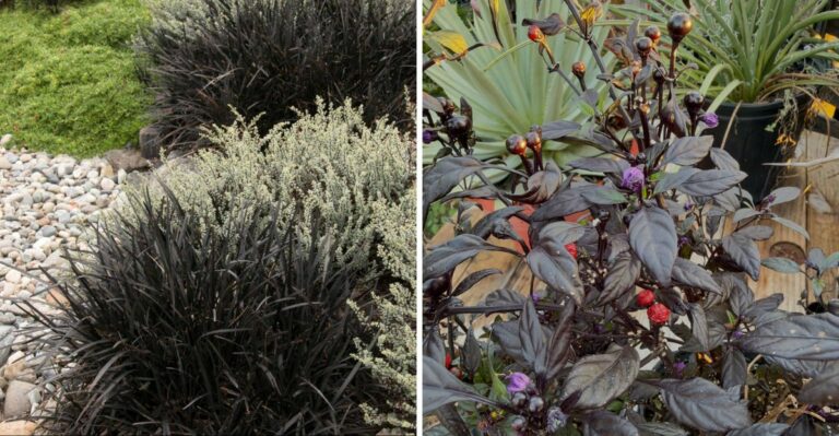 7 Black Flowers And Plants For A Hauntingly Beautiful Fall Garden In Texas