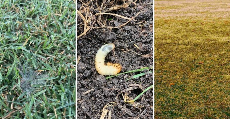 Fungus, Grubs, Or Overwatering? How To Tell What Is Hurting Your California Lawn