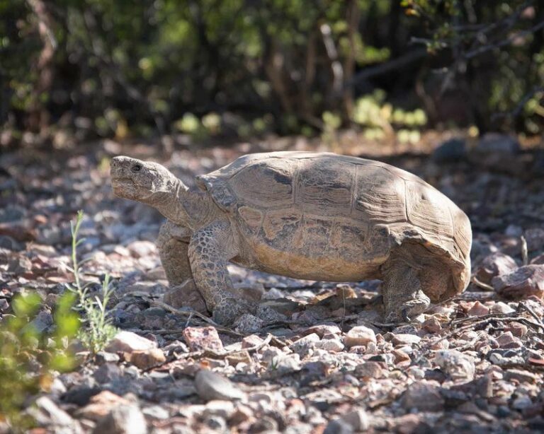 A Sonoran Desert Tortoise in Your Arizona Yard May Be a Clue to Nearby Resources