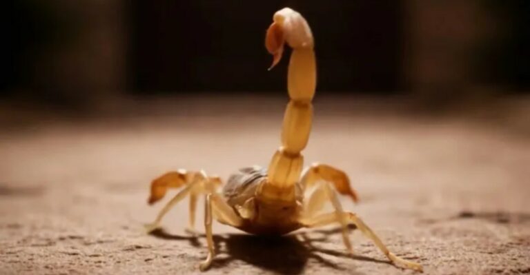 These California Yard Mistakes Can Attract More Scorpions To Your Home