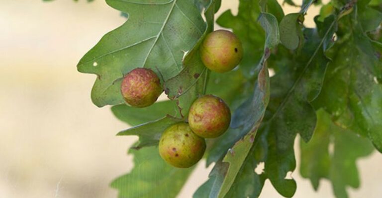 Those Strange White Balls Appearing On Georgia Oak Leaves This Fall Aren’t Eggs