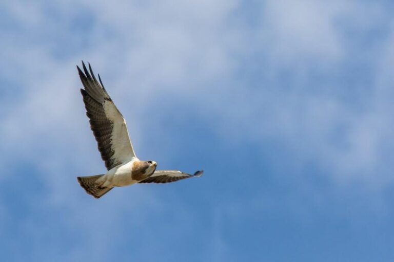 When Swainson’s Hawks Pass Through Arizona: The Usual Fall and Spring Pattern