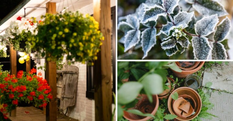 Why Porch Plants Need To Come Inside Before The Next Pennsylvania Freeze