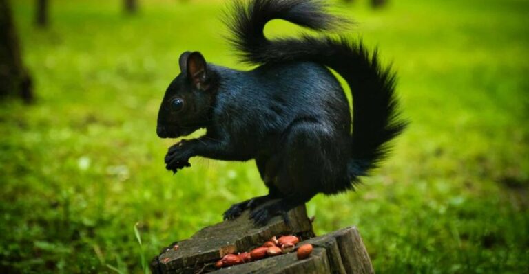 Why Black Squirrels Are Taking Over Some Ohio Towns