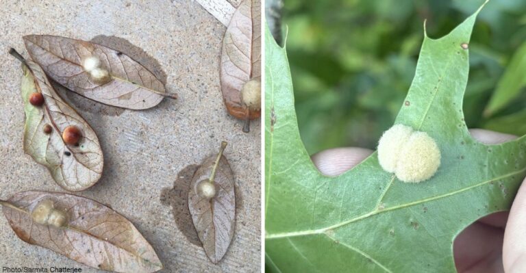 Those Strange White Balls On Ohio Oak Leaves This Fall Aren’t Eggs