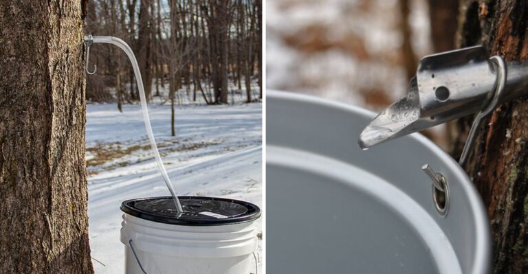 8 Steps to Tap a Maple Tree for Syrup in a New York Backyard