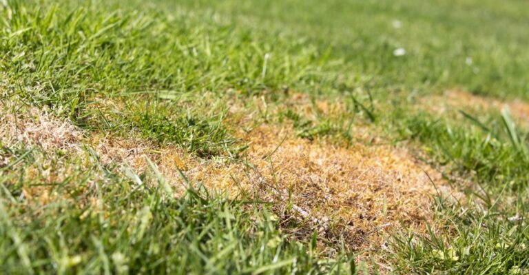 The Hidden Root Problem New York Lawns Face Every Fall