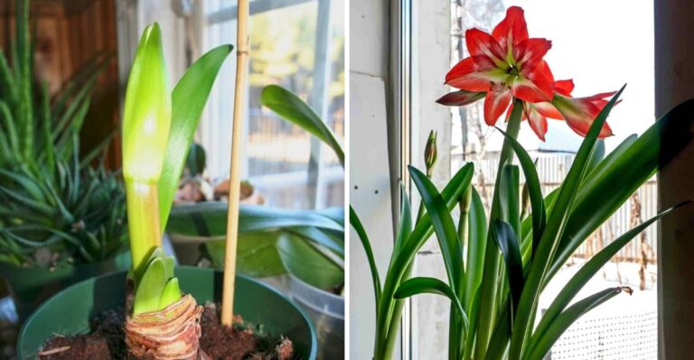 Your Amaryllis Is Stuck In Its Pot. Here’s How To Wake It Up Before A New York Christmas
