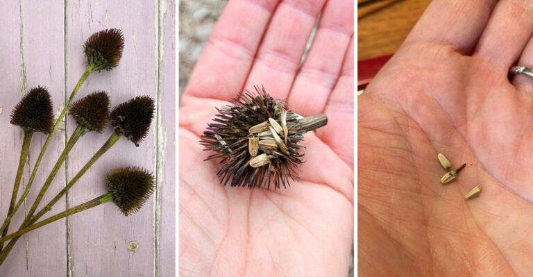 10 Easy Steps To Collect Seeds From Coneflowers Before The Season Ends In Virginia