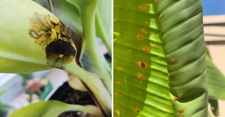 Why Your New Jersey Banana Plant Has Black Spots And How To Save It