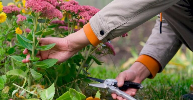 Why Waiting Until October To Cut Back Perennials In Oregon Was A Good Idea