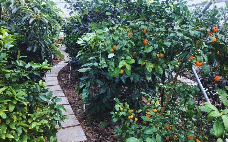 Arizona Citrus Soil Tests in October: An Optional Check for Specific Questions, Not a Winter Fertilizing Cue