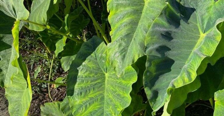 How To Overwinter Elephant Ears In North Carolina Gardens