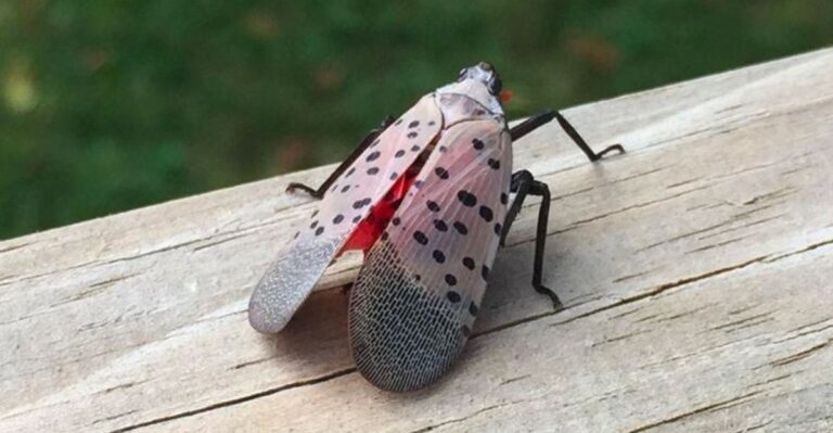 Why ‘See It, Squish It’ Is The Rule For Ohio Lanternflies This October