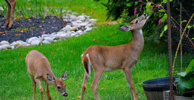 Why Maryland Deer Suddenly Start Showing Up In Yards At Midday This Time Of Year