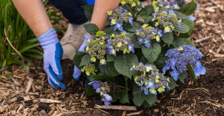 The One Fall Task That Protects Georgia Hydrangeas Through A Wet Winter